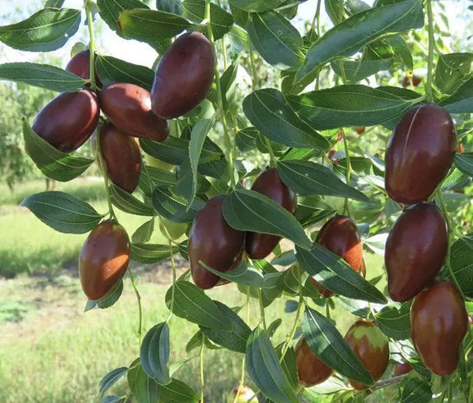 Jujube GA-866 Starter Trees 4-Pack | Chinese Red Date | Own Root Plants from Tissue Culture