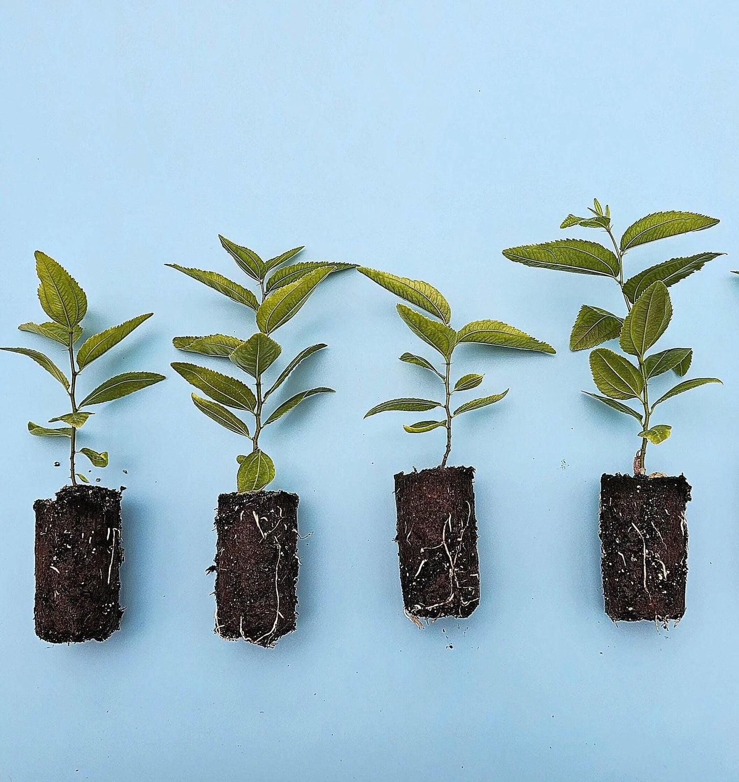 Jujube GA-866 Starter Trees 4-Pack | Chinese Red Date | Own Root Plants from Tissue Culture