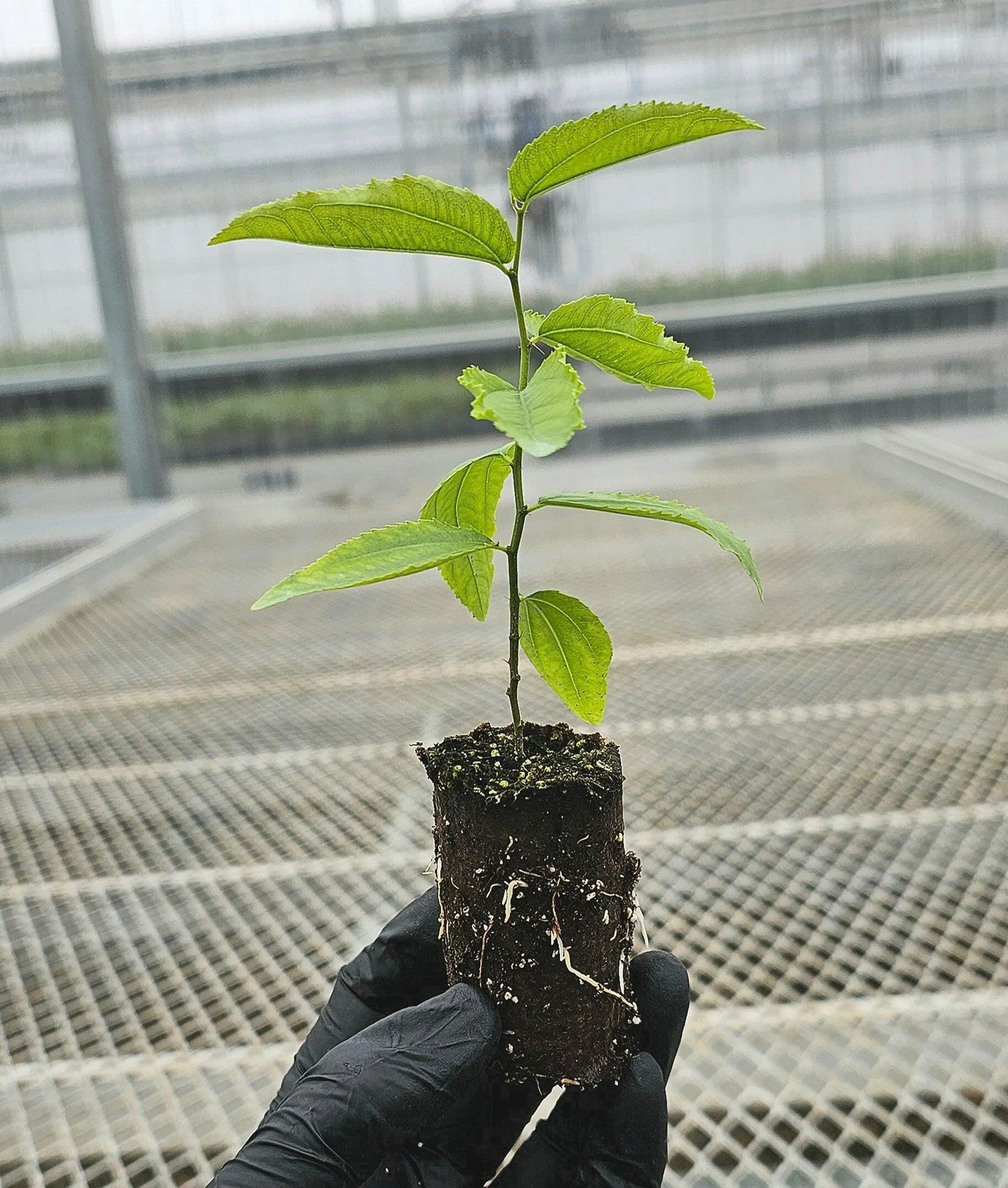 Jujube GA-866 Starter Trees 4-Pack | Chinese Red Date | Own Root Plants from Tissue Culture