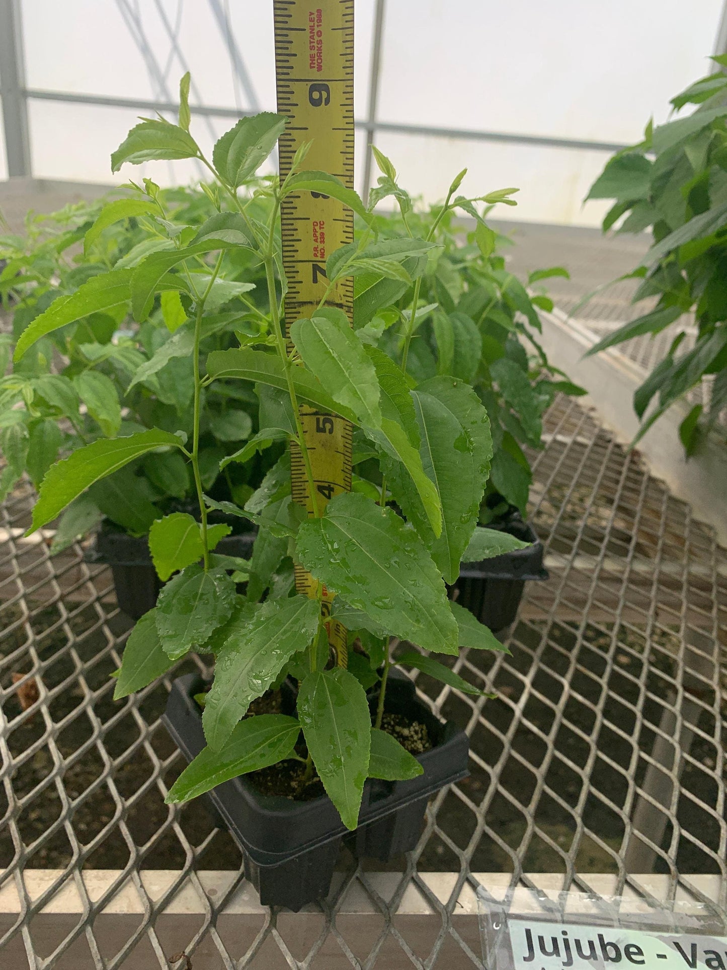 Jujube GA-866 Starter Trees 4-Pack | Chinese Red Date | Own Root Plants from Tissue Culture
