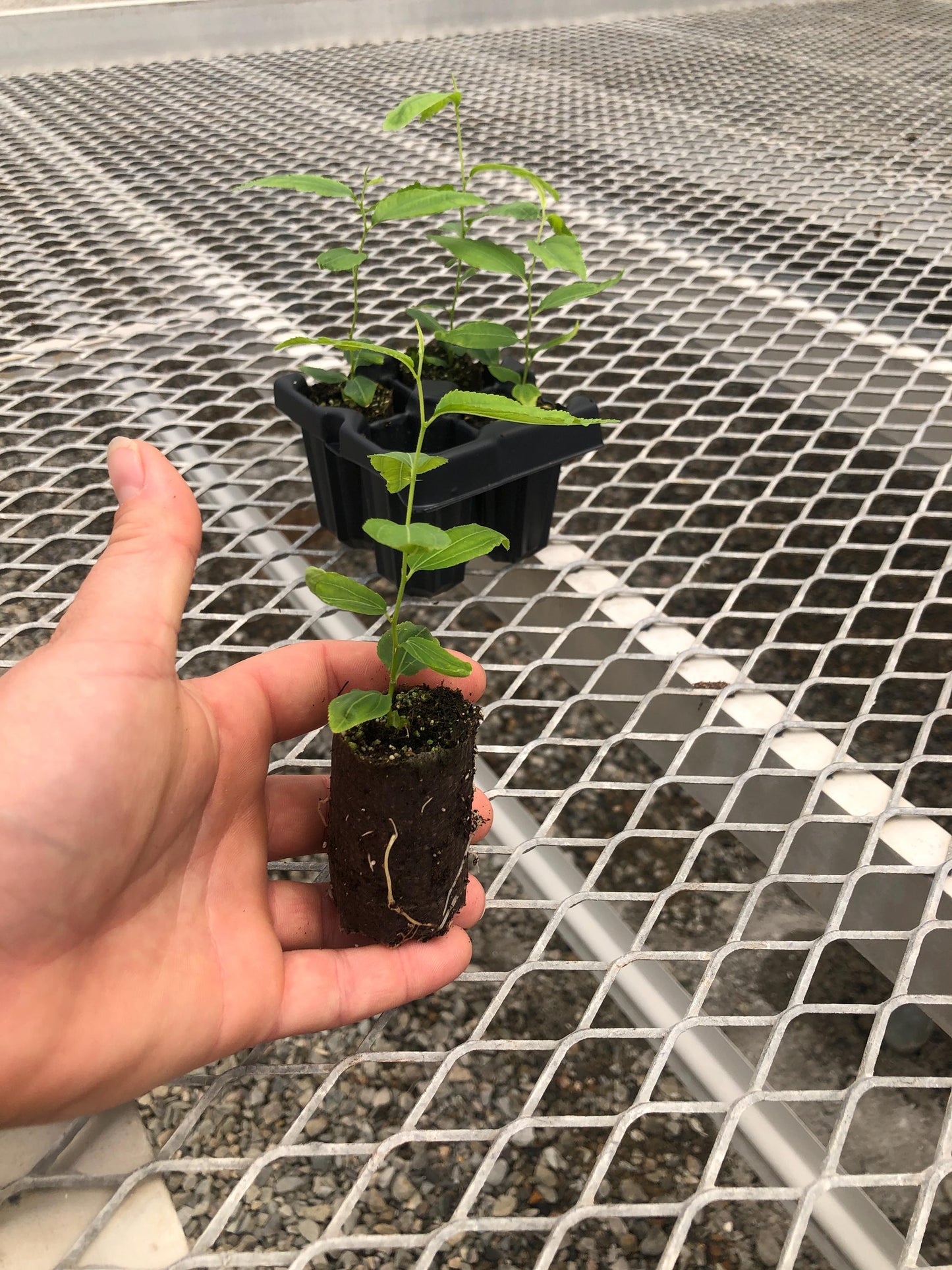 Jujube GA-866 Starter Trees 4-Pack | Chinese Red Date | Own Root Plants from Tissue Culture