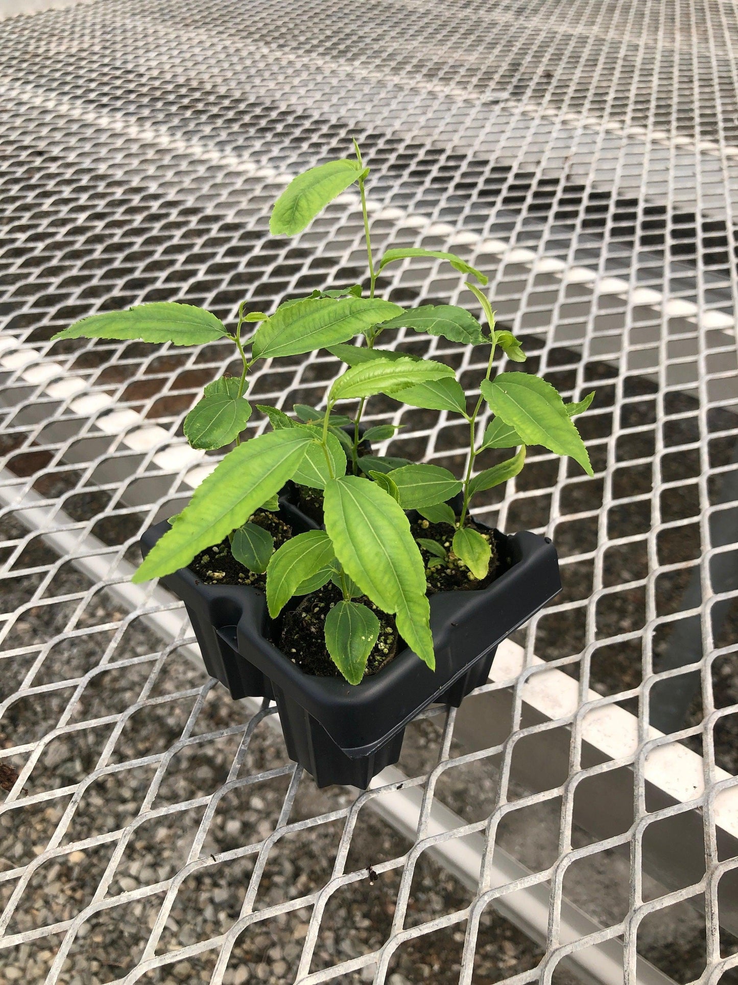 Jujube GA-866 Starter Trees 4-Pack | Chinese Red Date | Own Root Plants from Tissue Culture