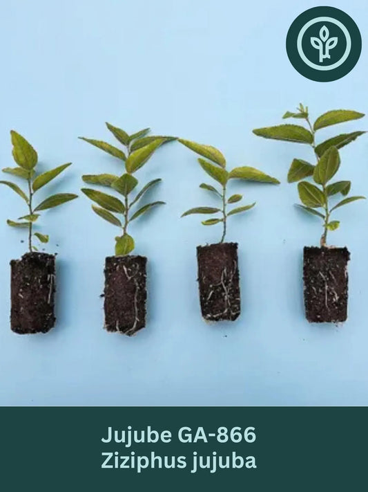 Jujube GA-866 Starter Trees 4-Pack | Chinese Red Date | Own Root Plants from Tissue Culture